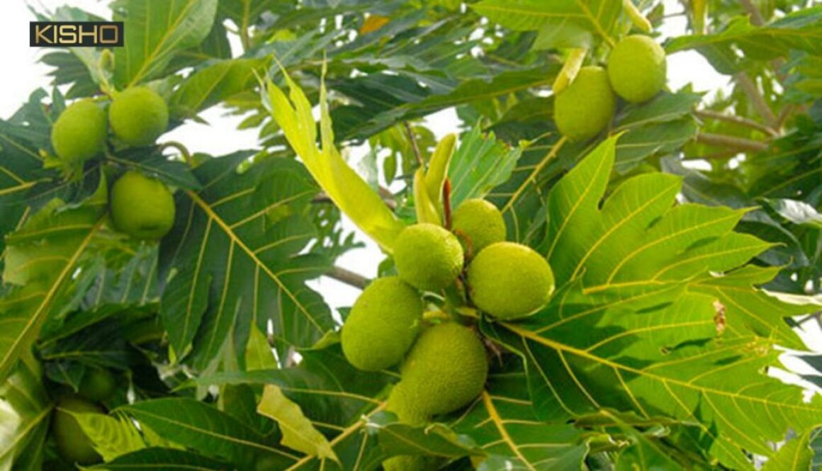 Công dụng của lá sa kê bạn nên biết